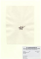 藏品(長枝沙菜)的圖片